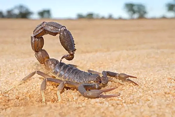 akrep ilaçlama izmir