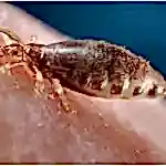 bit böceği ilaçlama