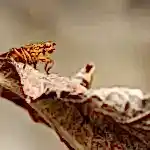 hamam böceği ilaçlama