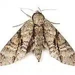 güve ilaçlaması ve fiyatları