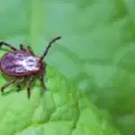 kene ilaçlama İzmir