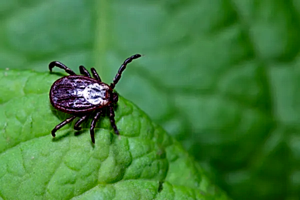 kene ilaçlama İzmir
