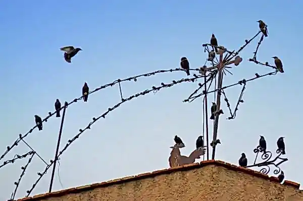 kuş kontrol fiyatları izmir