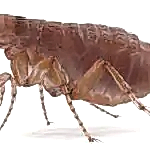 pire ilaçlama firması