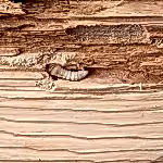 tahta kurdu ilaçlama firması