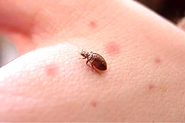 tahtakurusu ilaçlama izmir